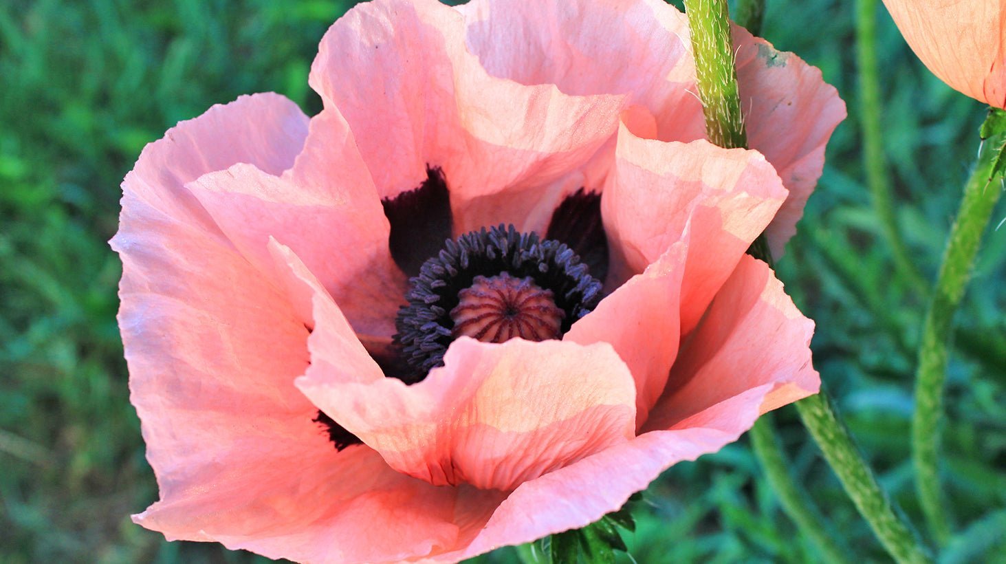 poppy-bloom-bullet-vibromasseur-clitoridien-3-vitesses image 4